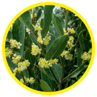 15 Lợi Ích Của Tinh Dầu Nguyệt Quế Đối Với Sức Khoẻ Mà Bạn Cần Biết