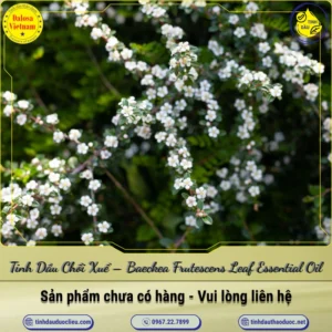 Tinh Dầu Chổi Xuể – Baeckea Frutescens Leaf Essential Oil