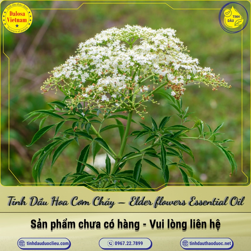 Tinh Dầu Hoa Cơm Cháy - Elder flowers Essential Oil 1 Tinh Dầu Hoa Cơm Cháy – Elder flowers Essential Oil