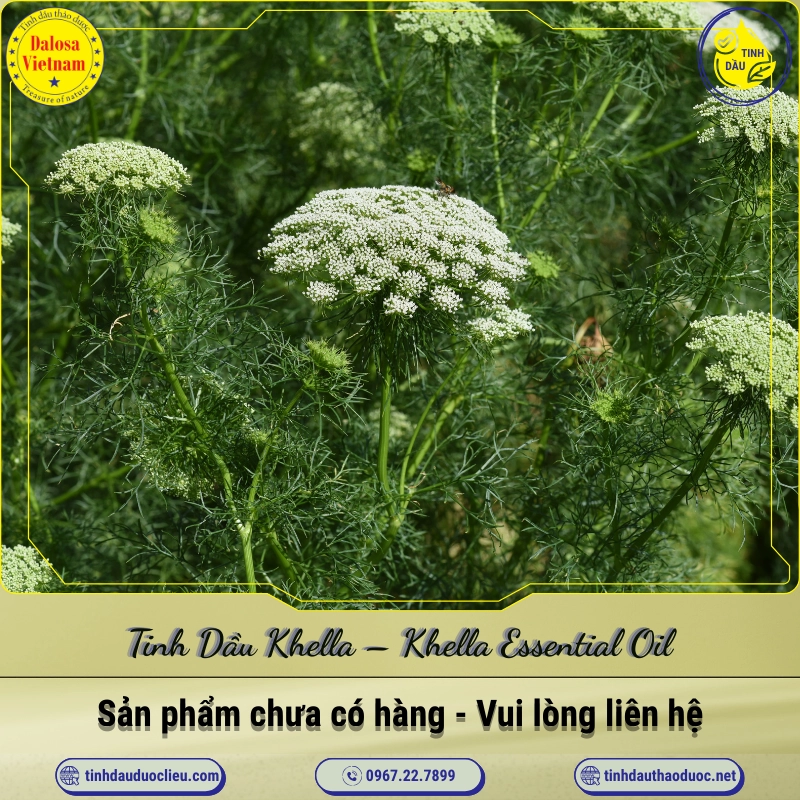 Tinh Dầu Khella - Khella Essential Oil 1 Tinh Dầu Khella – Khella Essential Oil
