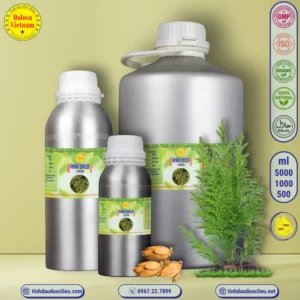 Tinh Dầu Nhai Bách - Thuja Essential Oil