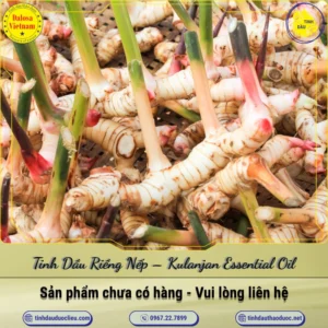 Tinh Dầu Riềng Nếp – Kulanjan Essential Oil