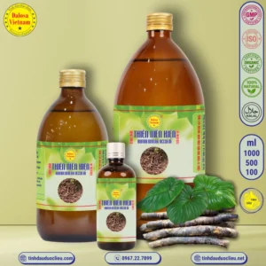 tinh dau thien nien kien homalomena occulta essential oil