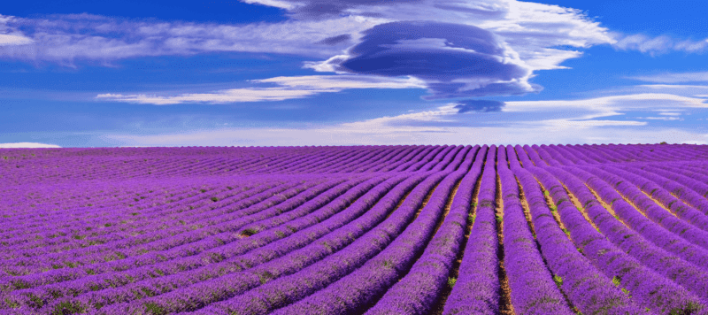 Cánh đồng hoa oải hương - backround Dalosa