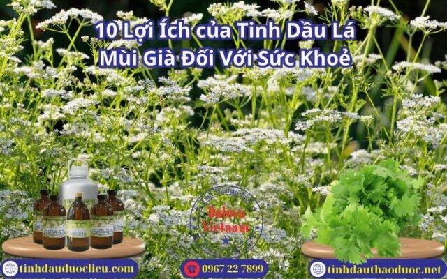 10 Lợi Ích của Tinh Dầu Lá Mùi Già Đối Với Sức Khoẻ
