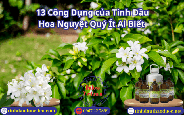 13 Công Dụng của Tinh Dầu Hoa Nguyệt Quý Ít Ai Biết