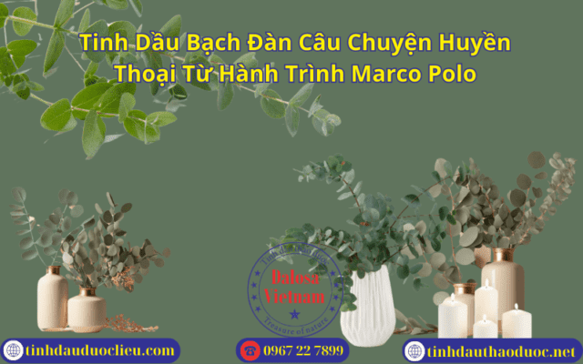 Tinh Dầu Bạch Đàn Câu Chuyện Huyền Thoại Từ Hành Trình Marco Polo