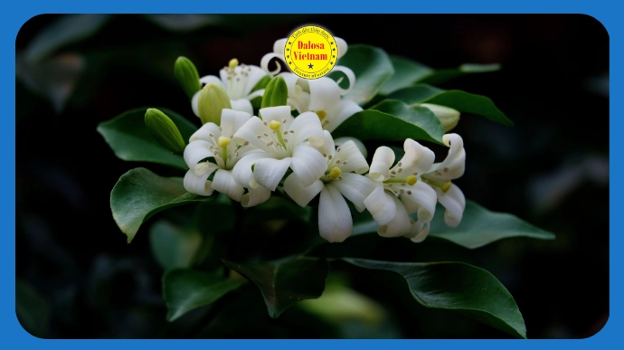 Chùm hoa nguyệt quý (Murraya paniculata) trắng nở trên cành lá, hình đại diện bài viết về 10 tên gọi khác của tinh dầu hoa nguyệt quý.