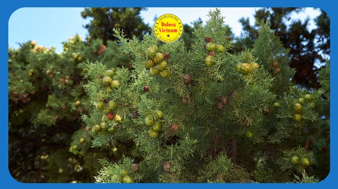Cành lá và quả cây trắc bách diệp (Cupressus sempervirens), hình đại diện bài viết về 12 tên gọi khác của tinh dầu trắc bách diệp.