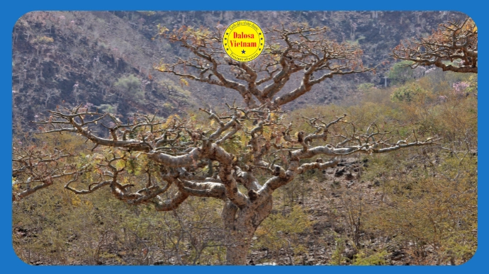 Cây hương trầm (Boswellia serrata) trên sườn núi đá tự nhiên, hình đại diện bài viết về hoạt chất chính của tinh dầu hương trầm.