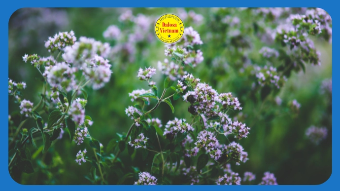 Cụm hoa kinh giới cay (Origanum vulgare) nở tím ngoài tự nhiên, hình đại diện bài viết tìm hiểu 2 hoạt chất chính trong tinh dầu kinh giới.